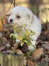 Chiots de race Bichon frisé à vendre chez l'éleveur SCEA DU MOULIN DE MADJURIE