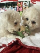 Chiots de race Bichon frisé à vendre chez l'éleveur SCEA DU MOULIN DE MADJURIE