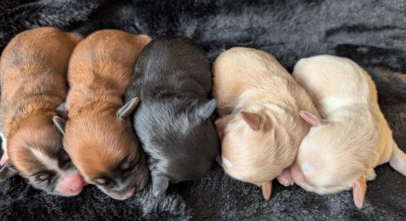 Image de la portée de chiot de l'élévage DES GARDES CHAMPETRES