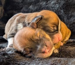 Chiots d'apparence Bichon havanais à vendre chez l'éleveur DES GARDES CHAMPETRES