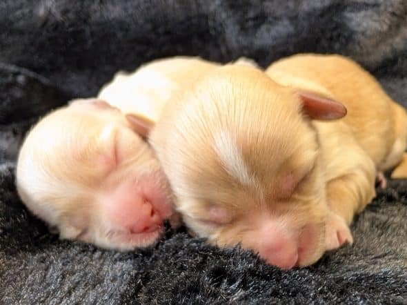 Image de la portée de chiot de l'élévage DES GARDES CHAMPETRES