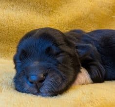 Chiots d'apparence Bichon havanais à vendre chez l'éleveur DES GARDES CHAMPETRES