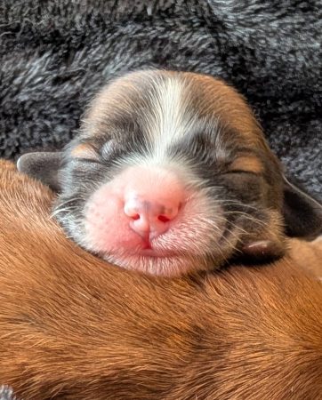 Image de la portée de chiot de l'élévage DES GARDES CHAMPETRES