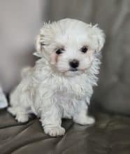 Chiots de race Bichon maltais à vendre chez l'éleveur DOMAINE SAN SEBASTIAN