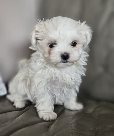 Image de la portée de chiot de l'élévage DOMAINE SAN SEBASTIAN