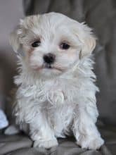 Chiots de race Bichon maltais à vendre chez l'éleveur DOMAINE SAN SEBASTIAN