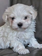 Chiots de race Bichon maltais à vendre chez l'éleveur DOMAINE SAN SEBASTIAN