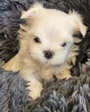 Chiots de race Bichon maltais à vendre chez l'éleveur DOMAINE SAN SEBASTIAN