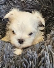 Chiots de race Bichon maltais à vendre chez l'éleveur DOMAINE SAN SEBASTIAN