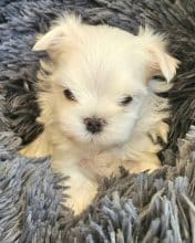 Chiots de race Bichon maltais à vendre chez l'éleveur DOMAINE SAN SEBASTIAN