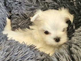 Chiots de race Bichon maltais à vendre chez l'éleveur DOMAINE SAN SEBASTIAN