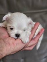 Chiots de race Bichon maltais à vendre chez l'éleveur DOMAINE SAN SEBASTIAN