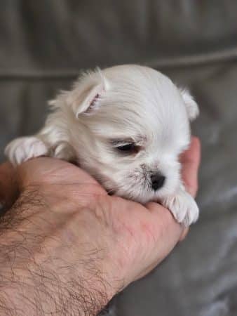 Image de la portée de chiot de l'élévage DOMAINE SAN SEBASTIAN