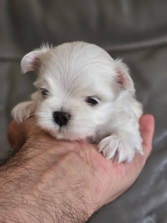 Image de la portée de chiot de l'élévage DOMAINE SAN SEBASTIAN