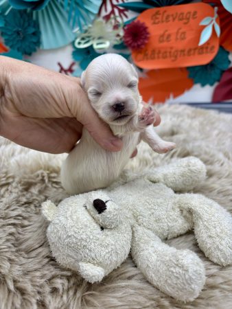 Image de la portée de chiot de l'élévage LAGACHE LACORRE SABINE