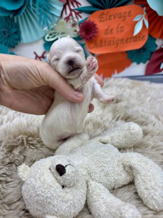 Image de la portée de chiot de l'élévage LAGACHE LACORRE SABINE