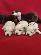 Chiots de race Bichon maltais à vendre chez l'éleveur DOMAINE DE SAINTE GLADYCE