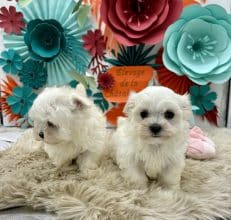 Chiots d'apparence Bichon maltais à vendre chez l'éleveur LAGACHE LACORRE SABINE