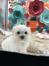 Chiots d'apparence Bichon maltais à vendre chez l'éleveur LAGACHE LACORRE SABINE