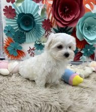 Chiots d'apparence Bichon maltais à vendre chez l'éleveur Des terres de la châtaigneraie