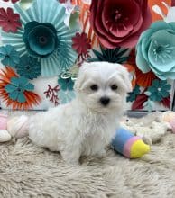 Chiots d'apparence Bichon maltais à vendre chez l'éleveur Des terres de la châtaigneraie