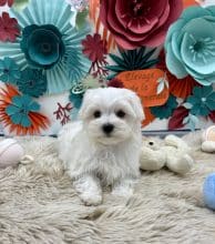 Chiots d'apparence Bichon maltais à vendre chez l'éleveur Des terres de la châtaigneraie