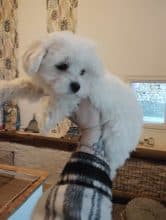 Chiots d'apparence Bichon maltais à vendre chez l'éleveur ELEVAGE DE LA FERME AUX POILS