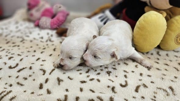 Image de la portée de chiot de l'élévage DU BOIS DE MIRAPIED