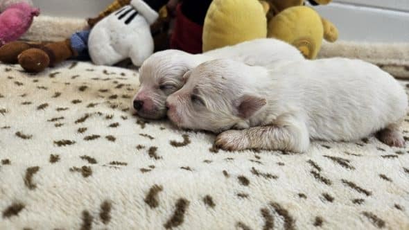 Image de la portée de chiot de l'élévage DU BOIS DE MIRAPIED