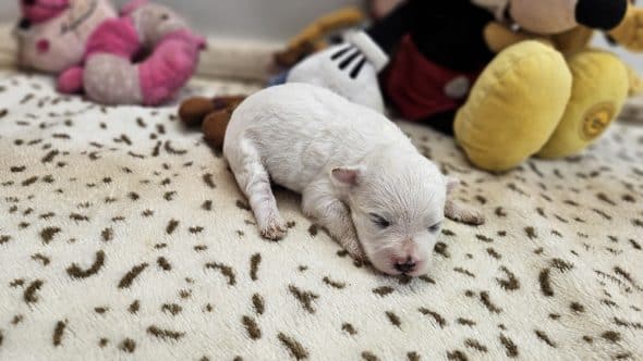 Image de la portée de chiot de l'élévage DU BOIS DE MIRAPIED