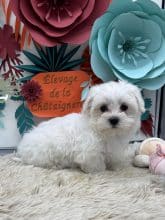 Chiots d'apparence Bichon maltais à vendre chez l'éleveur Des terres de la châtaigneraie