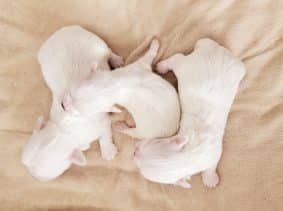 Chiots de race Bichon maltais à vendre chez l'éleveur DOMAINE SAN SEBASTIAN