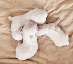 Chiots de race Bichon maltais à vendre chez l'éleveur DOMAINE SAN SEBASTIAN