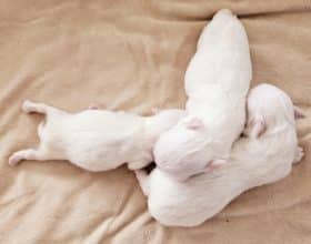 Chiots de race Bichon maltais à vendre chez l'éleveur DOMAINE SAN SEBASTIAN