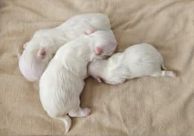 Chiots de race Bichon maltais à vendre chez l'éleveur DOMAINE SAN SEBASTIAN