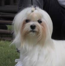 Chiots de race Bichon maltais à vendre chez l'éleveur DOMAINE SAN SEBASTIAN