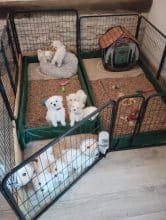 Chiots d'apparence Bichon maltais à vendre chez l'éleveur ELEVAGE DE LA FERME AUX POILS