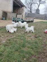 Chiots d'apparence Bichon maltais à vendre chez l'éleveur ELEVAGE DE LA FERME AUX POILS