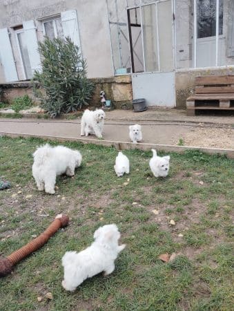 Image de la portée de chiot de l'élévage ELEVAGE DE LA FERME AUX POILS