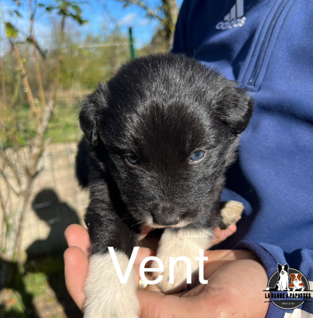 Image de la portée de chiot de l'élévage AMADEI JEREMY ANDRE