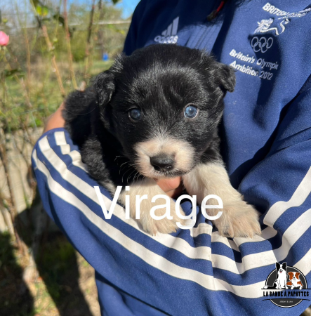 Image de la portée de chiot de l'élévage AMADEI JEREMY ANDRE