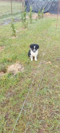 Image de la portée de chiot de l'élévage EI LEPRAT-LEMERLE SONIA