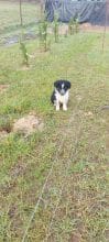 Chiots d'apparence Border collie à vendre chez l'éleveur EI LEPRAT-LEMERLE SONIA