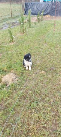 Image de la portée de chiot de l'élévage EI LEPRAT-LEMERLE SONIA