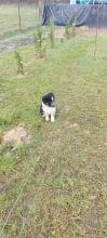 Chiots d'apparence Border collie à vendre chez l'éleveur EI LEPRAT-LEMERLE SONIA