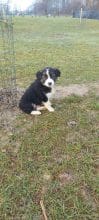 Chiots d'apparence Border collie à vendre chez l'éleveur EI LEPRAT-LEMERLE SONIA