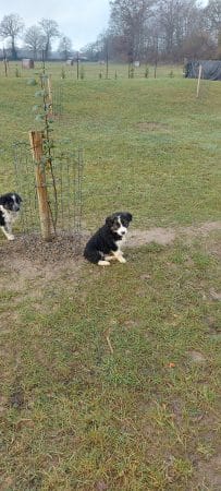 Image de la portée de chiot de l'élévage EI LEPRAT-LEMERLE SONIA