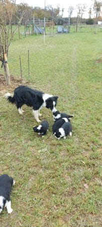 Image de la portée de chiot de l'élévage EI LEPRAT-LEMERLE SONIA