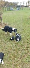 Chiots d'apparence Border collie à vendre chez l'éleveur EI LEPRAT-LEMERLE SONIA