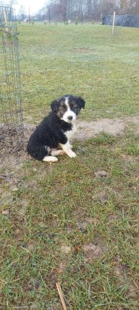 Image de la portée de chiot de l'élévage EI LEPRAT-LEMERLE SONIA